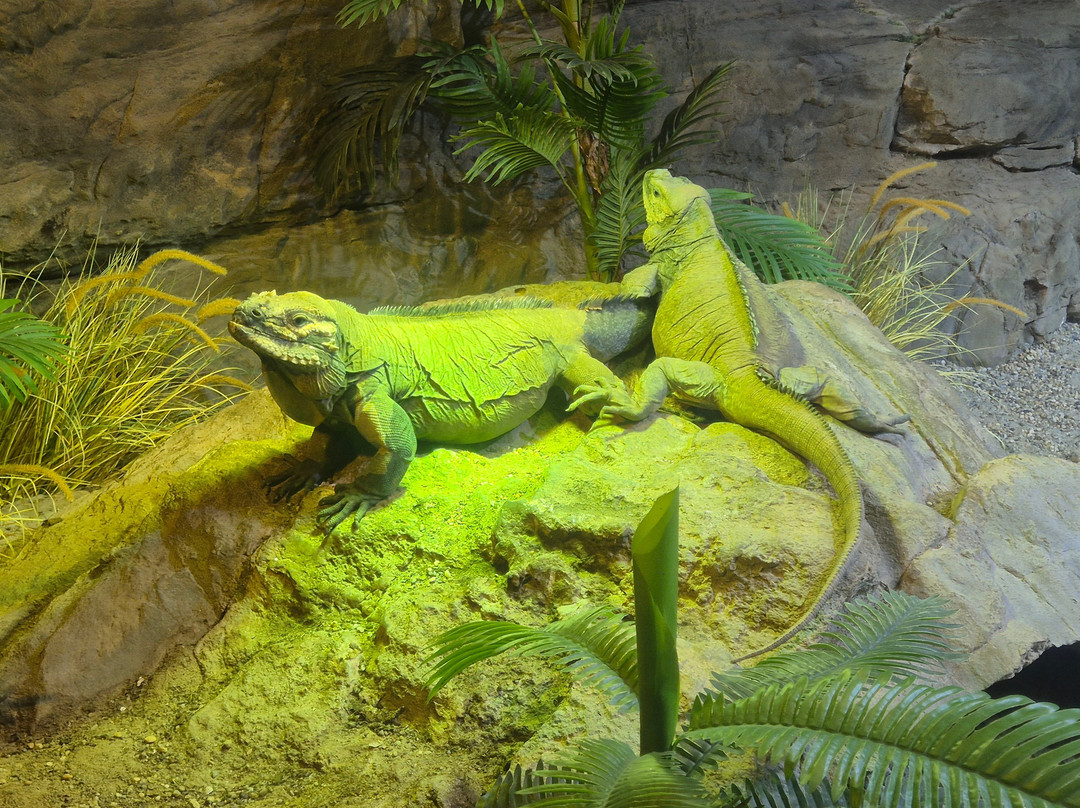 Tropicarium-Oceanárium-布达佩斯必去景点