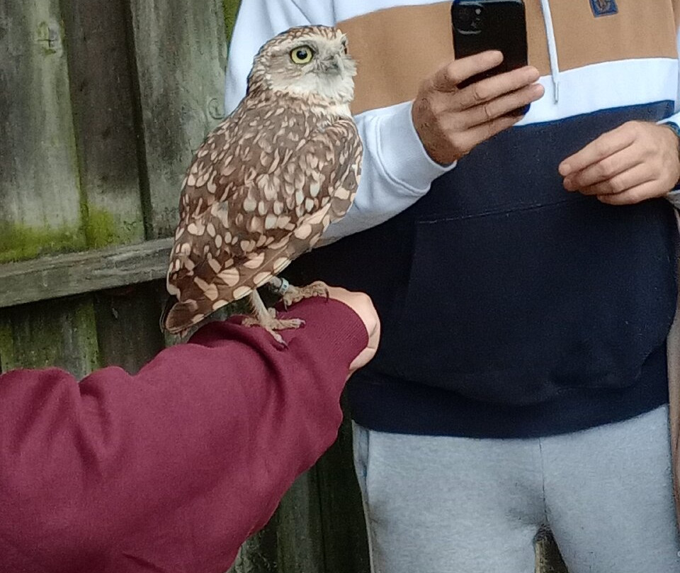 Millets Farm Falconry Centre-弗里福德希斯必去景点