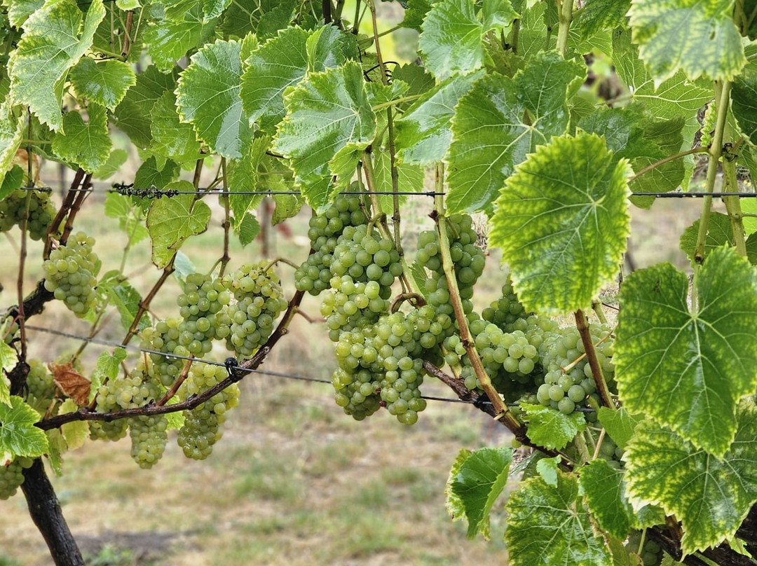 Little Waddon Vineyard-Waddon必去景点