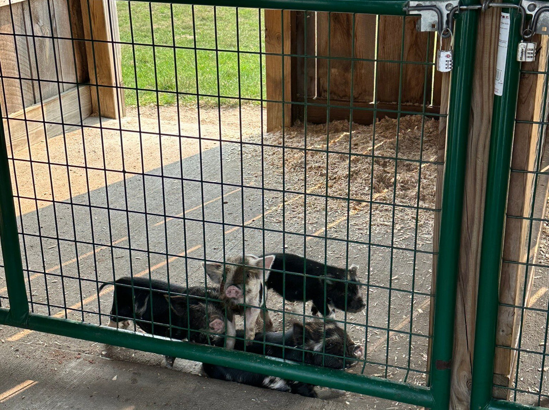 Deer Tracks Junction-Cedar Springs必去景点