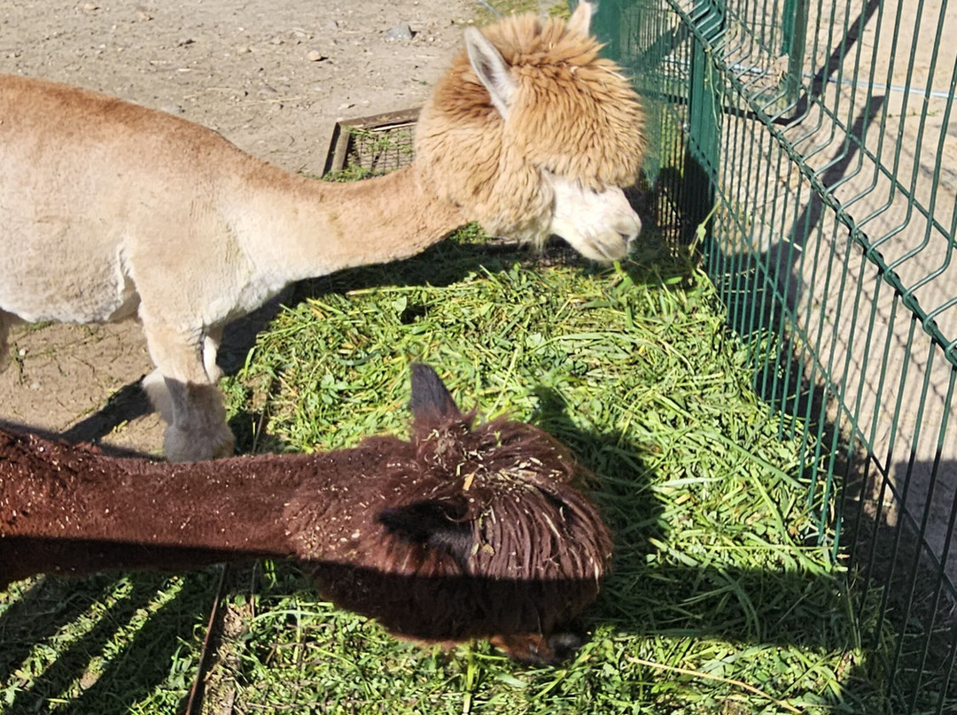 Oliwa Zoo-格但斯克必去景点