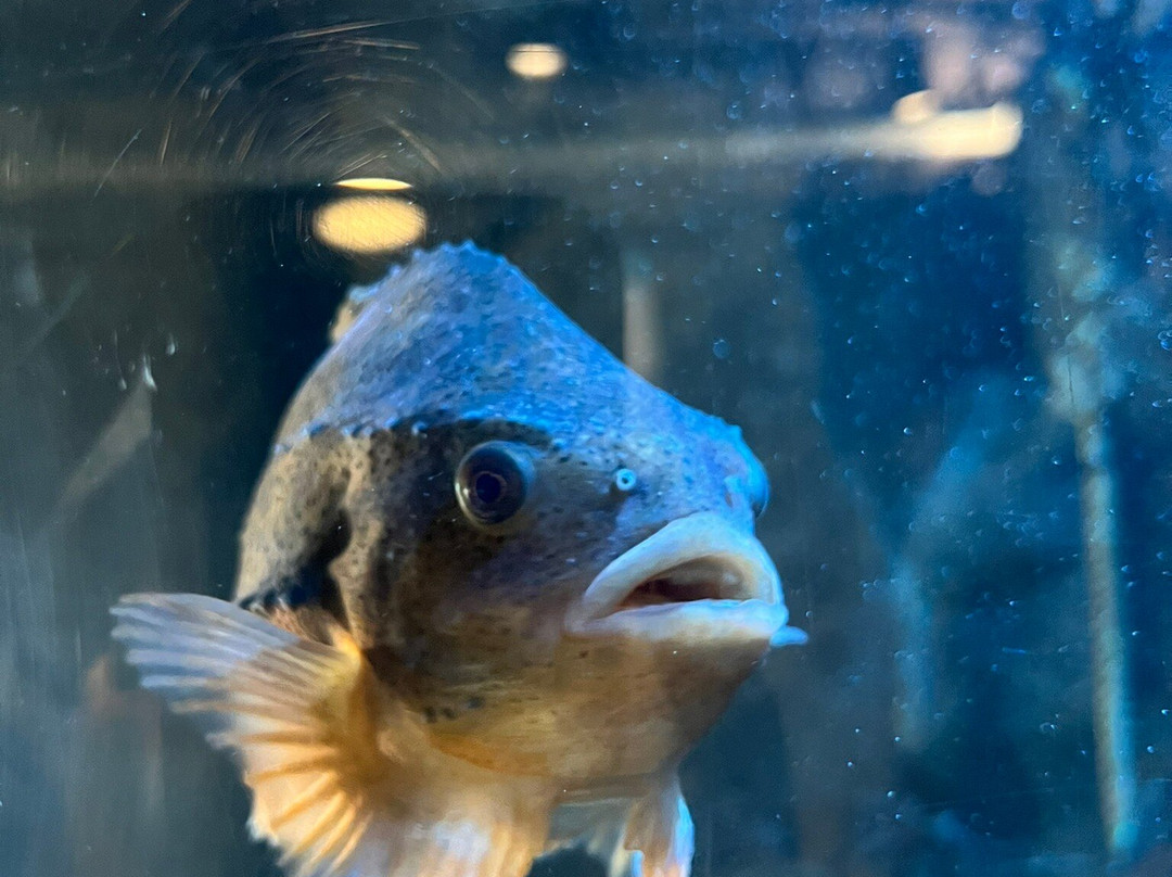 Marine Discovery Centre & Whitby Lobster Hatchery-惠特比必去景点