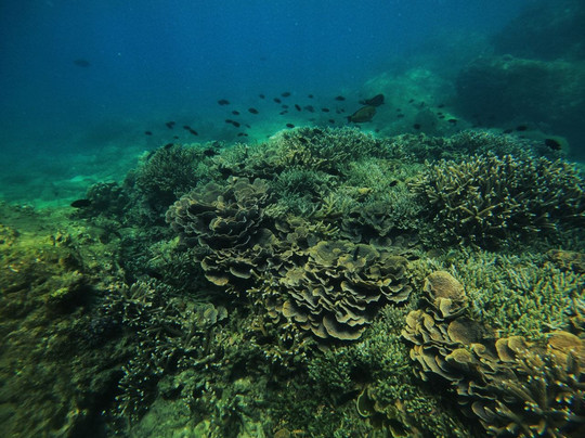 Hikkadivers 5* dive center in hikkaduwa-希克杜沃必去景点