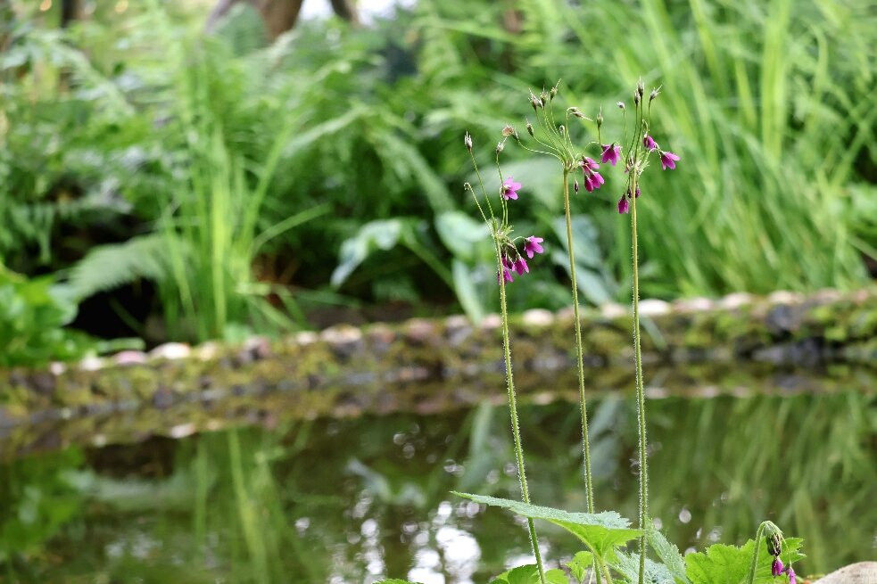 Akureyri Botanical Garden-阿克雷里必去景点