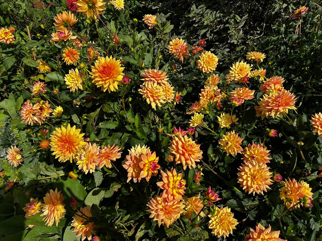 Pashley Manor Gardens-Ticehurst必去景点