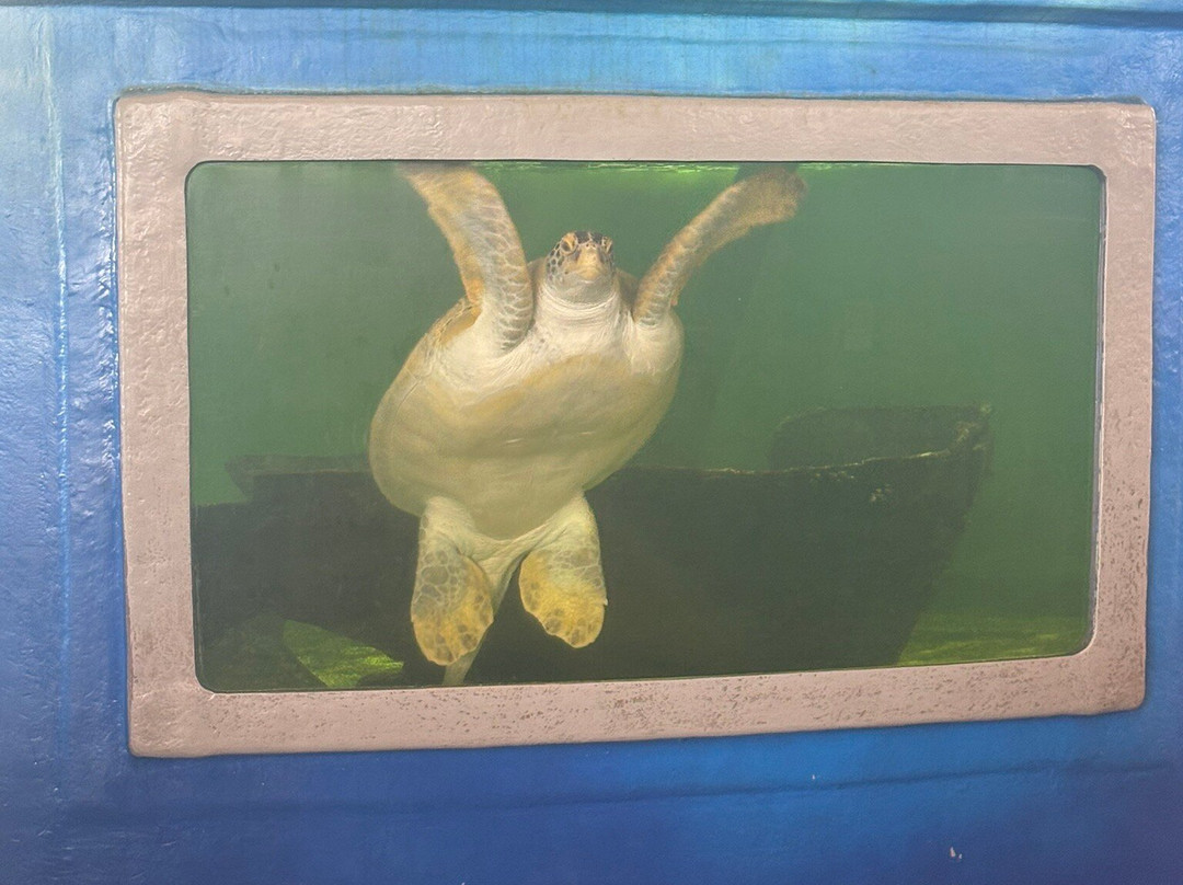 Sea Turtle, Inc.-南帕诸岛必去景点