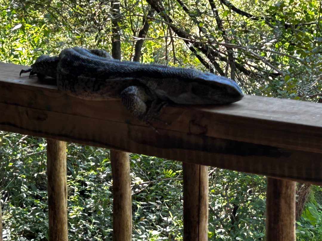 Notten's Bush Camp主图