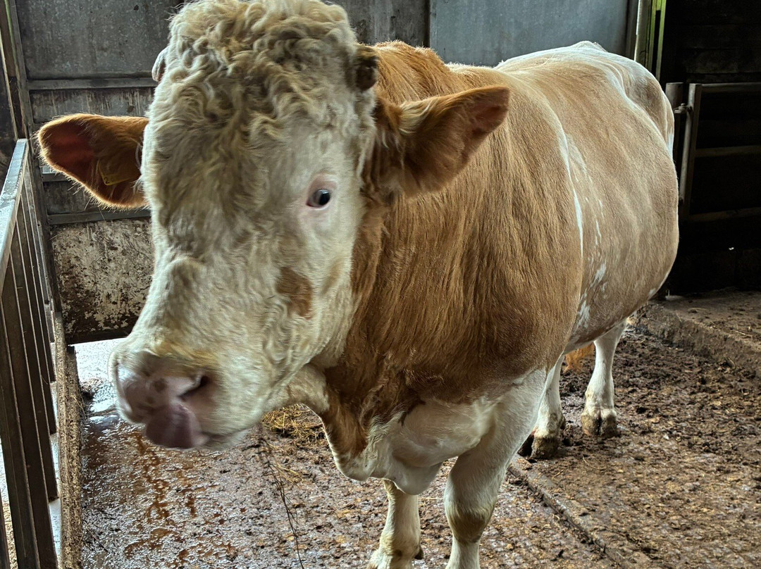 Isle of Mull Cheese-Tobermory必去景点