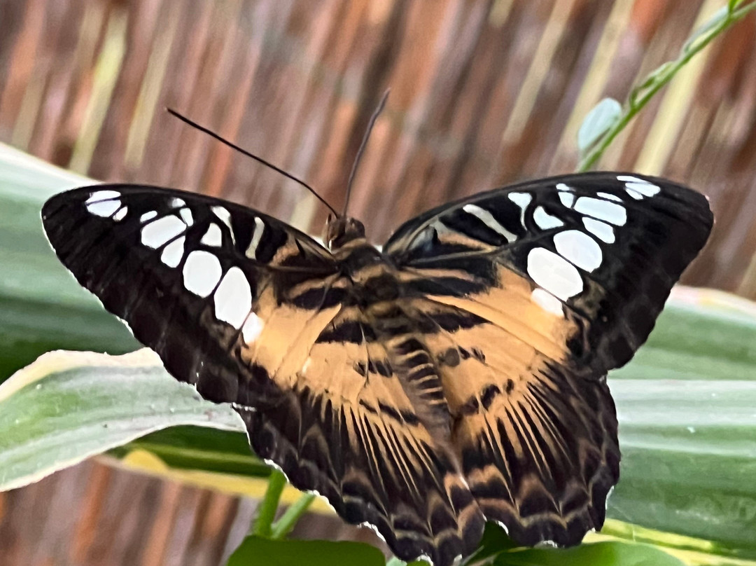 Vlindertuin Vlindorado-Waarland必去景点