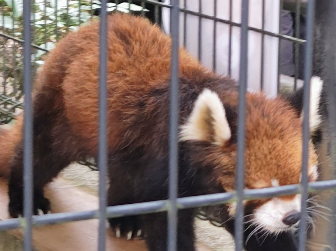 Ichikawa City Zoo-市川市必去景点