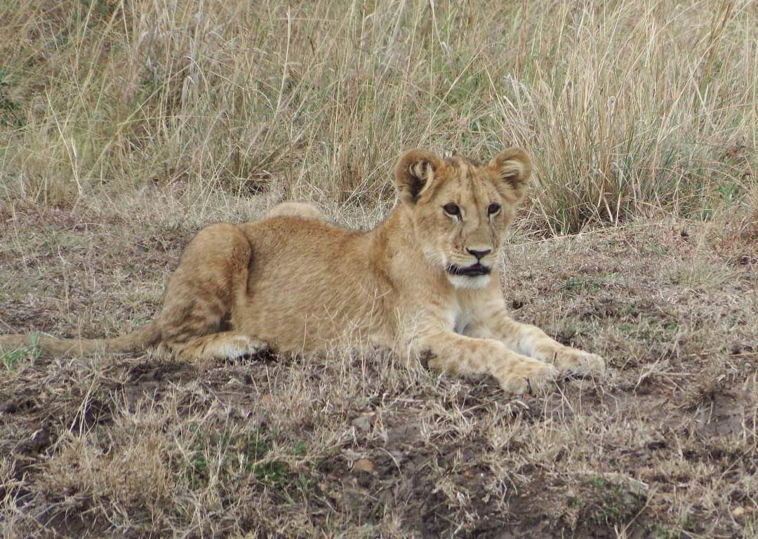 Africompass travel-内罗毕必去景点