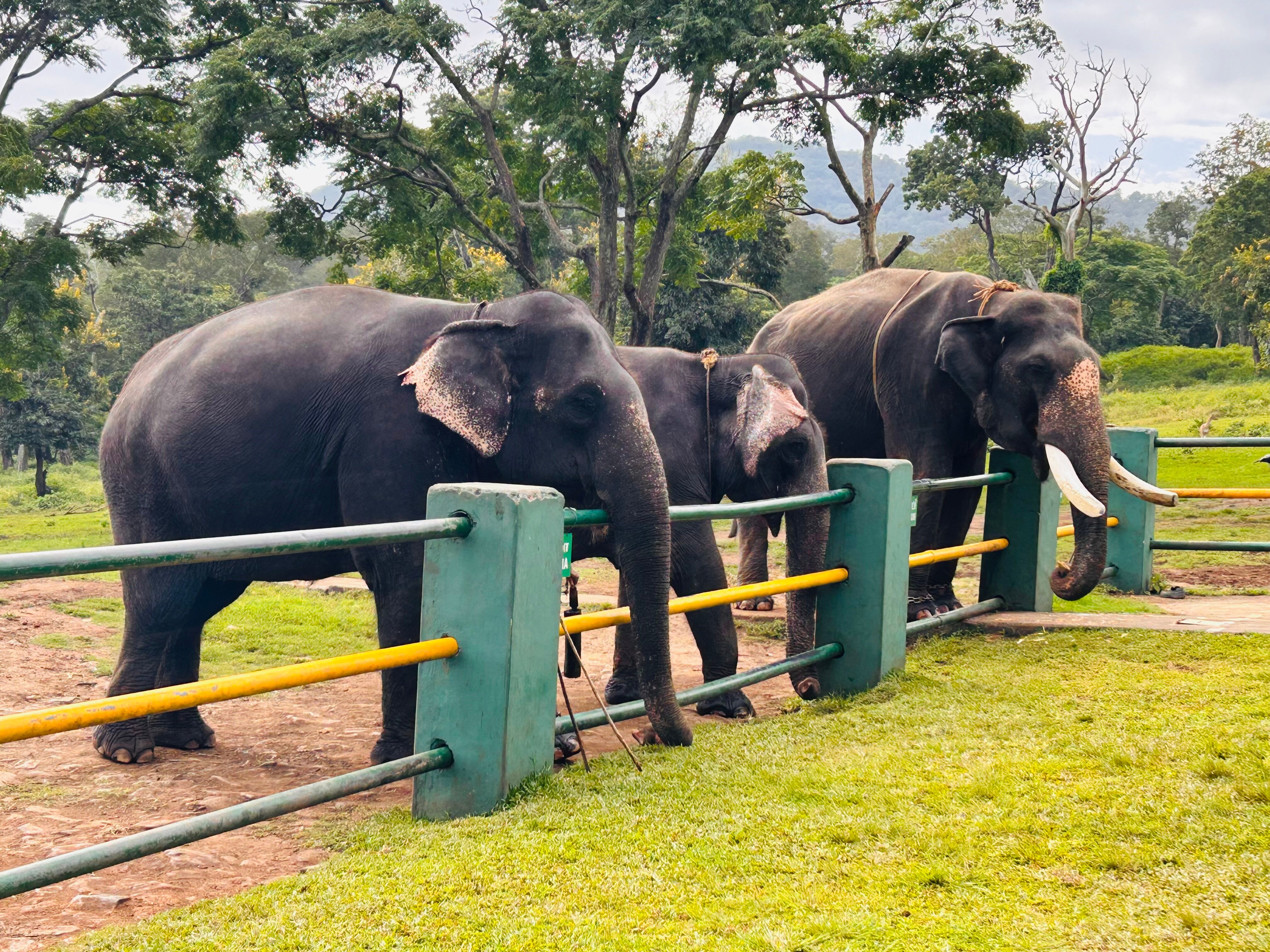 Mc Resort Bandipura-官方