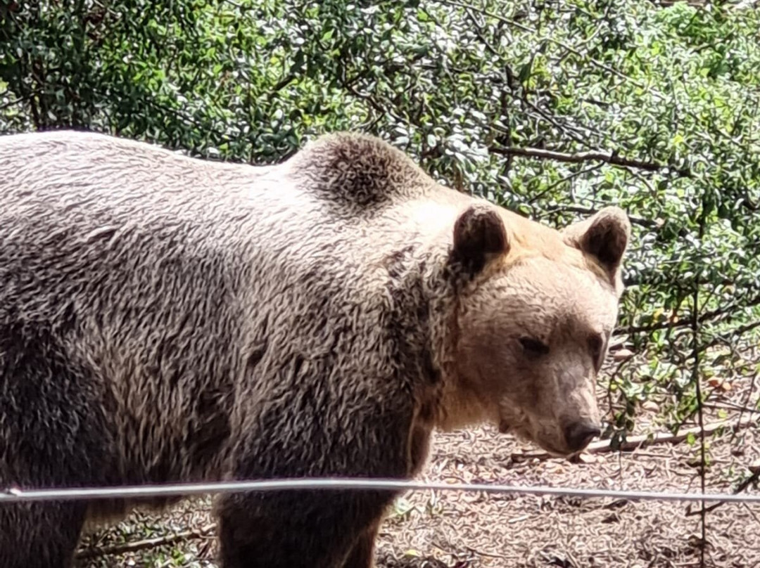 Bear Sanctuary-Kuterevo必去景点