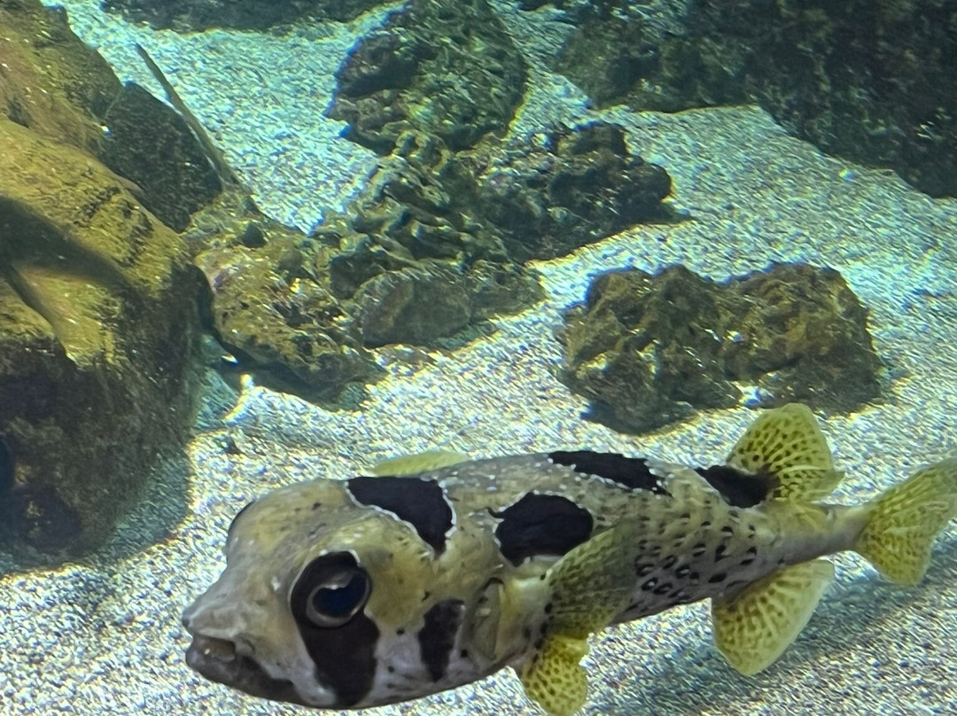 Aquarium La Rochelle-拉罗谢尔必去景点