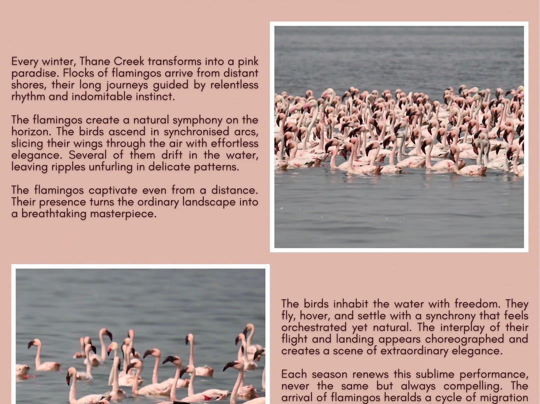 Thane Creek Flamingo Sanctuary-新孟买必去景点