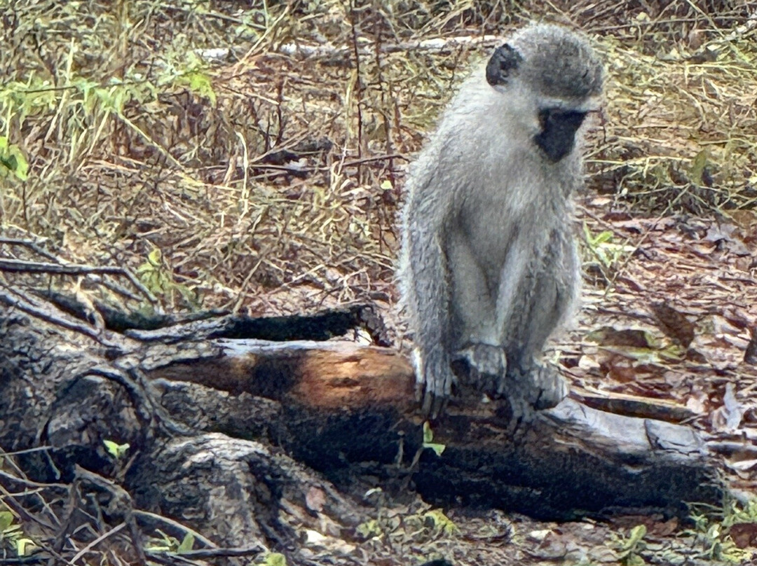 Tembe Elephant Park-Sihangwane必去景点