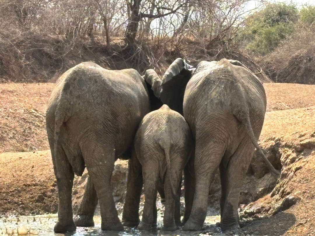 Shenton Safaris Kaingo Camp主图