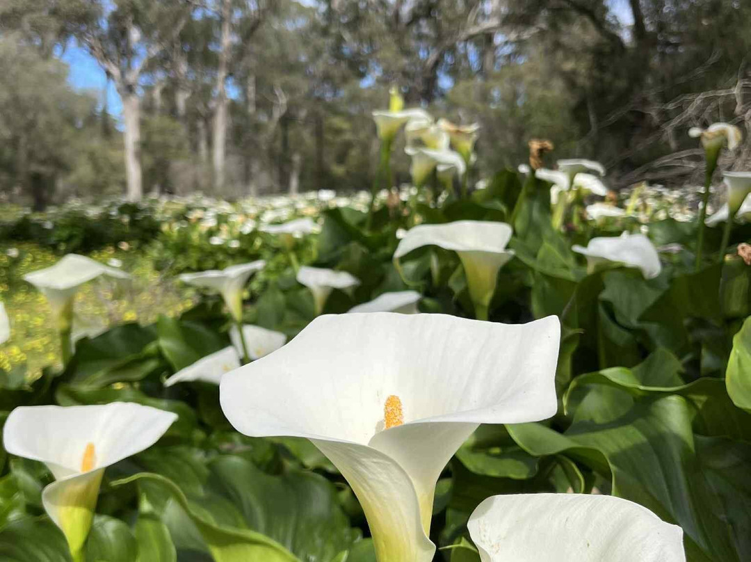 Ludlow Tuart Forest National Park-巴瑟尔顿必去景点