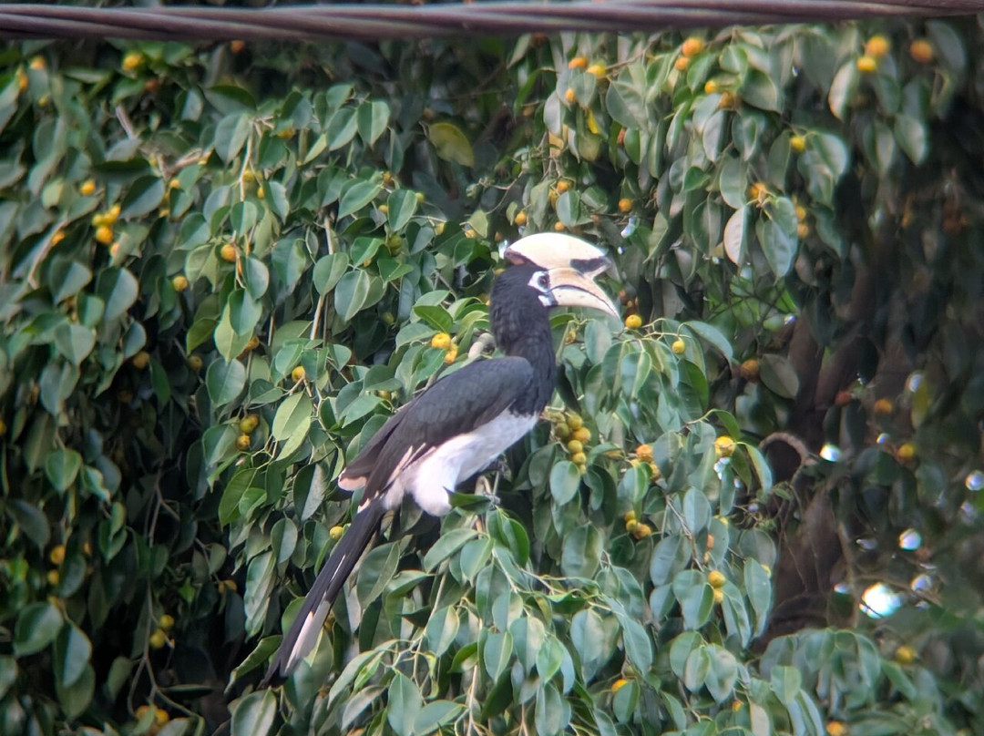 Nepal Dynamic Eco Tours & Services-奇旺国家公国必去景点