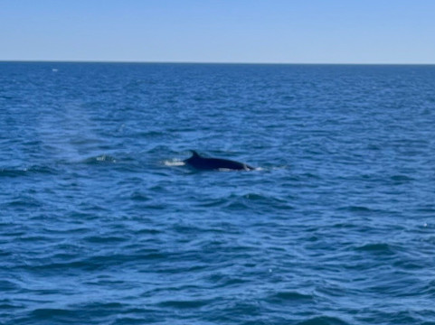 Quoddy Link Marine Inc.-Saint Andrews必去景点