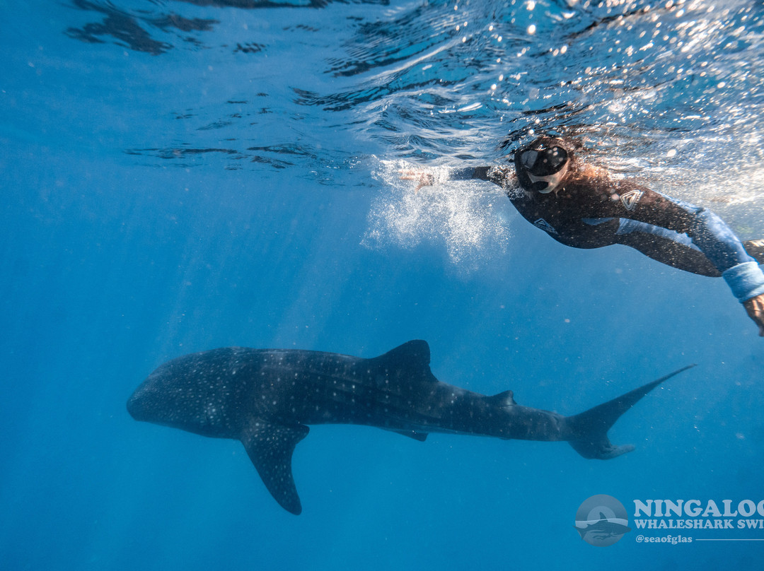 Ningaloo Whaleshark Swim-埃克斯茅斯必去景点