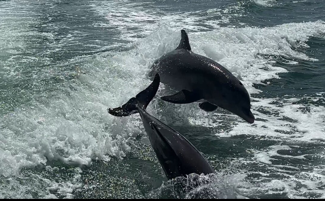 Suncoast Adventure Tours And Charters-Osprey必去景点