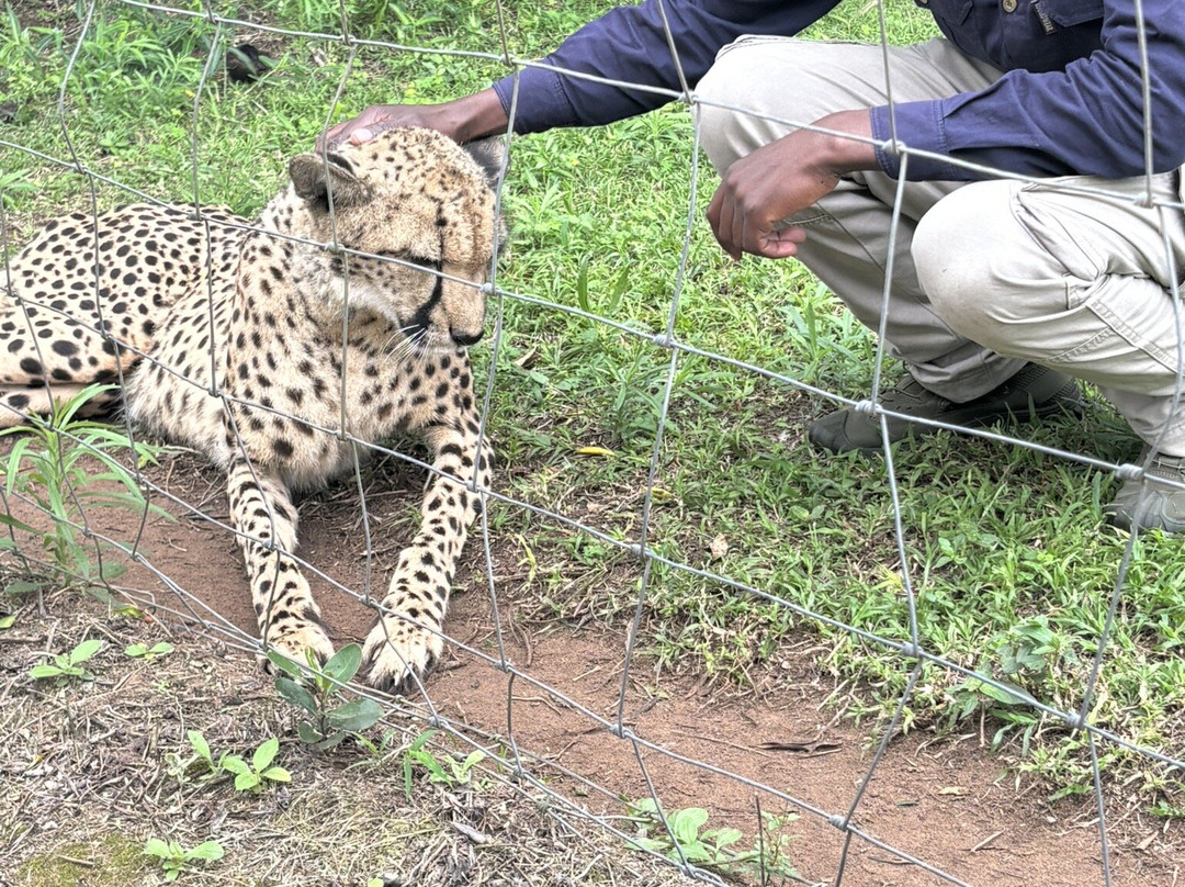 Zululand Cat Conservation Project-Hluhluwe Game Reserve必去景点