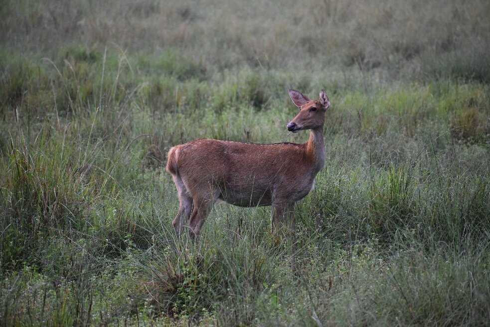 Aranyak Resort Kanha主图