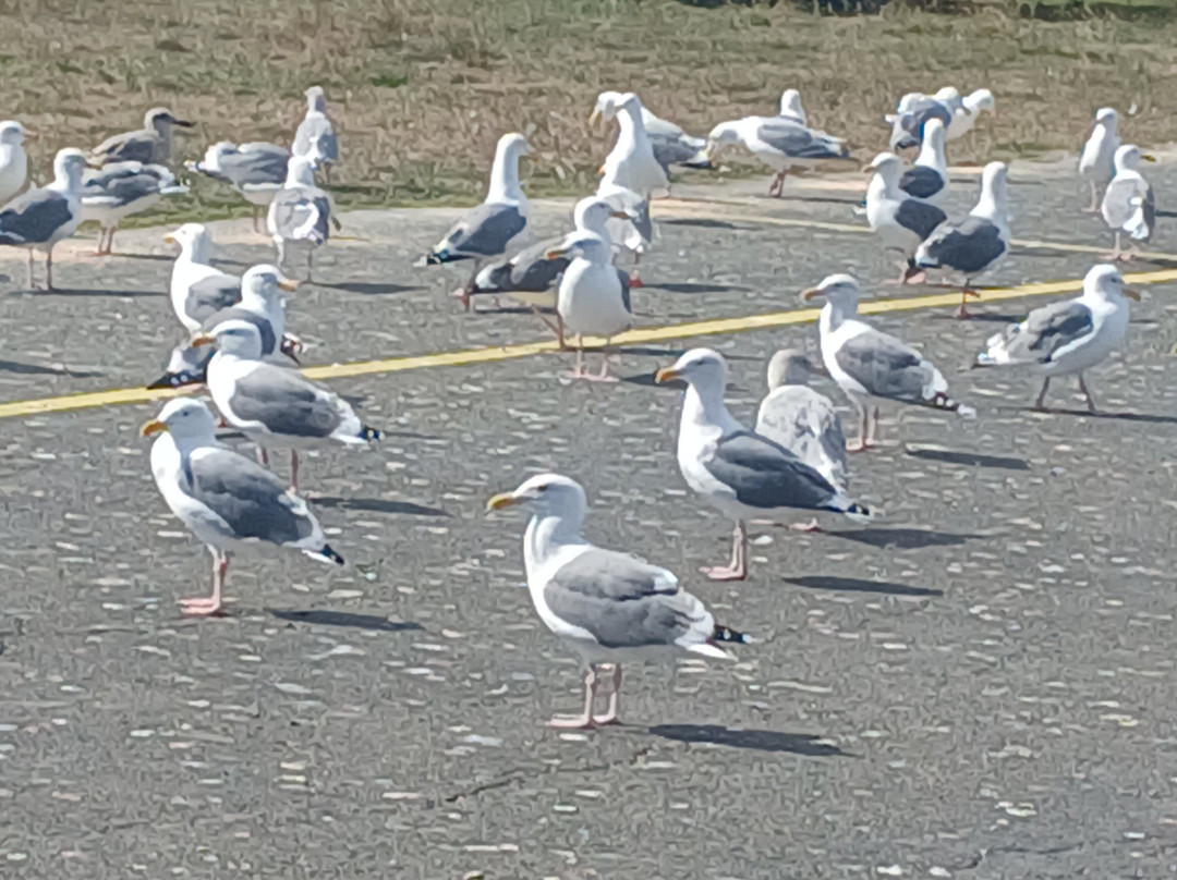 Shooting Star Motel主图