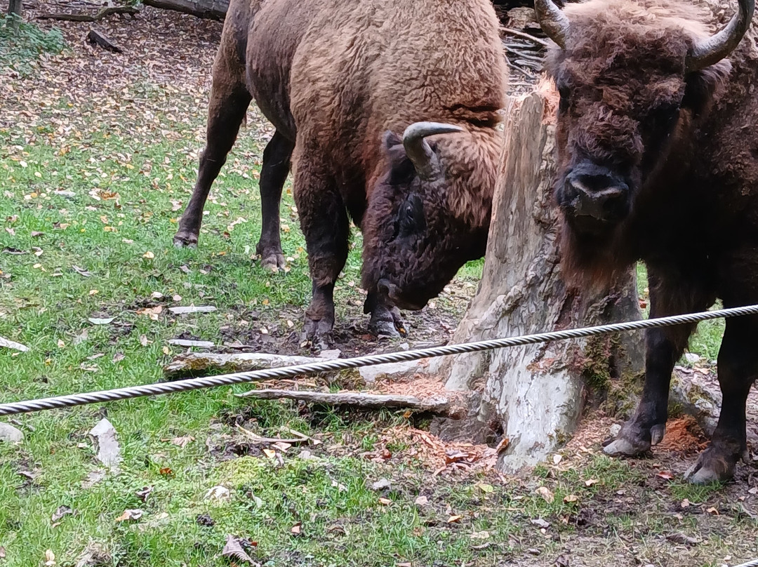 Tierpark Bern-伯尔尼必去景点