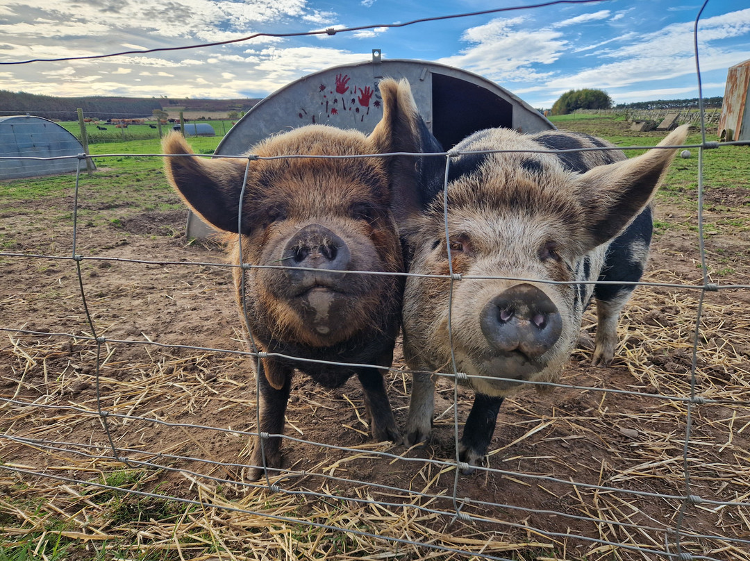 Newton Farm Holidays & Tours主图