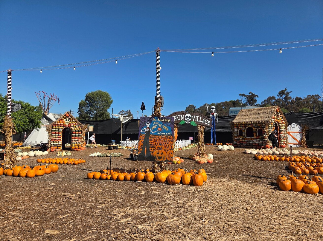 Mr. Bones Pumpkin Patch