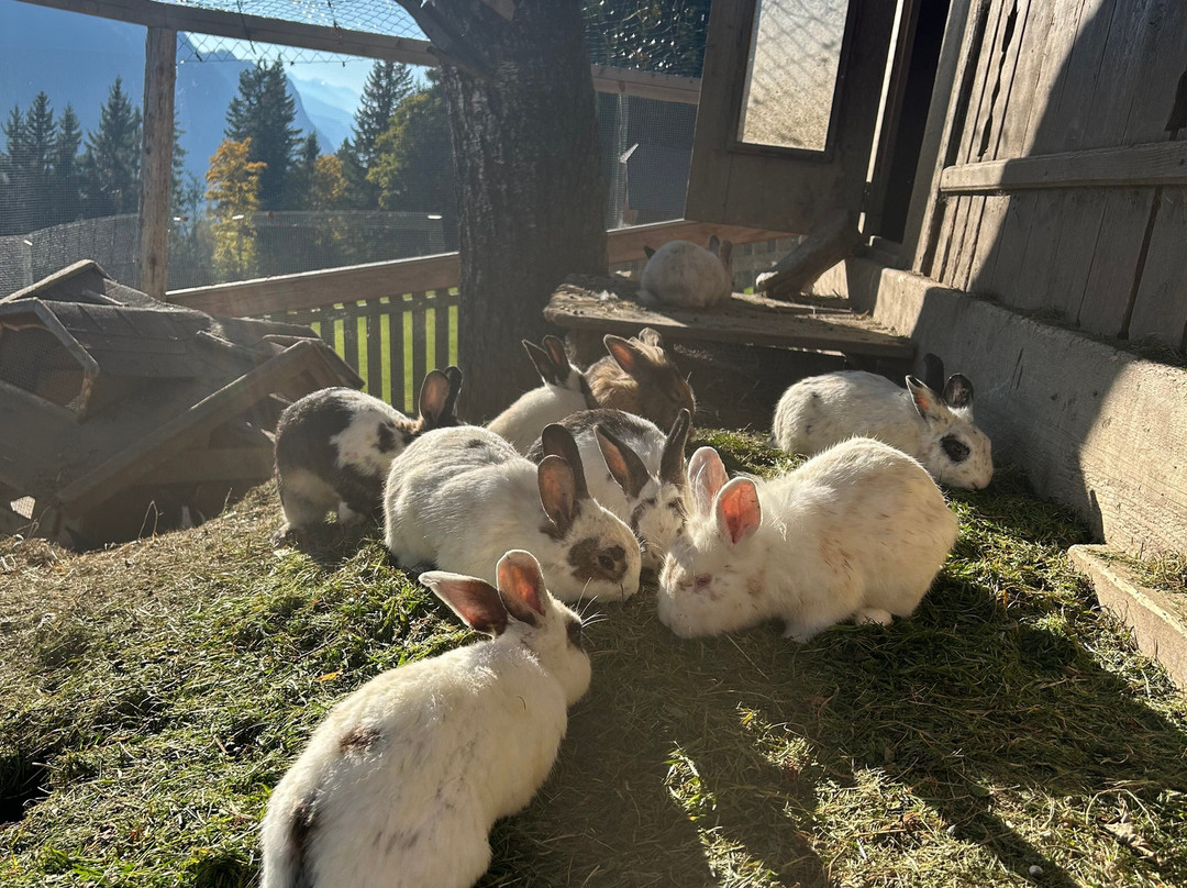 Bergbauernhof Irxner主图