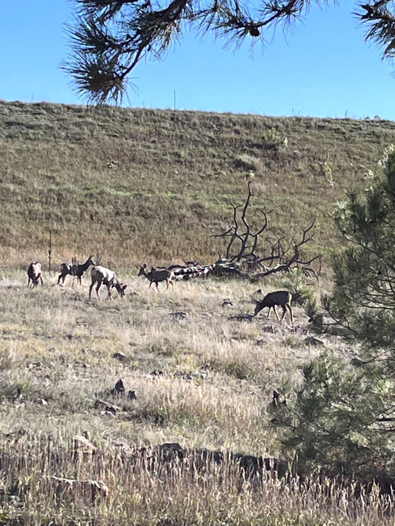 Elk Trace Bed & Breakfast-官方