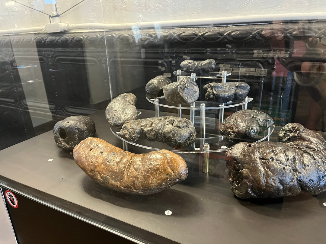 Poozeum-威廉姆斯必去景点