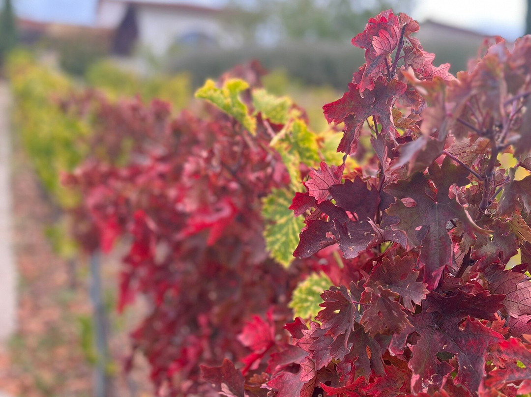 Villa Estet Bag Hotel主图