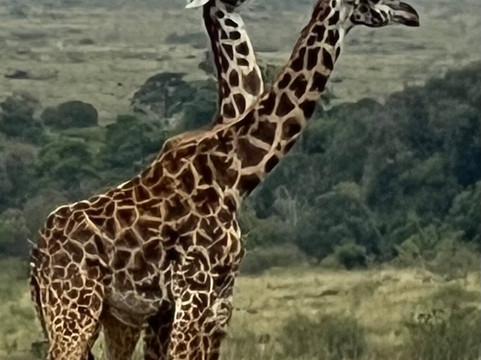 DK Grand Safaris-内罗毕必去景点