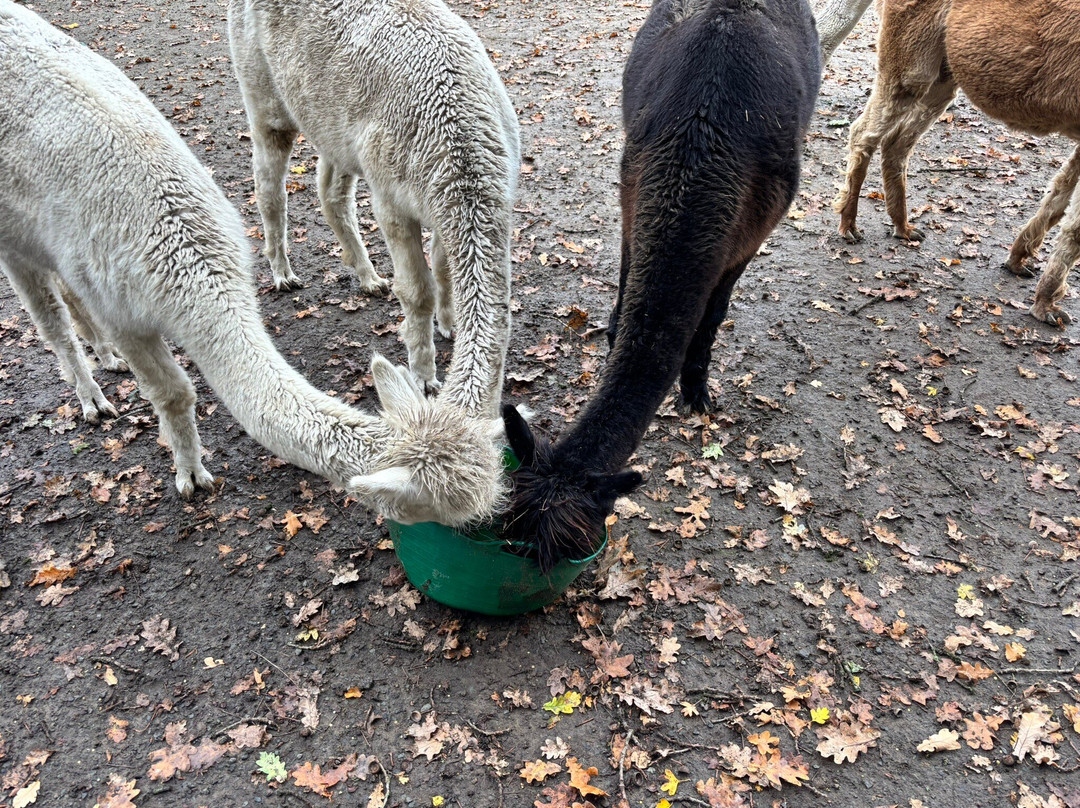 Pennybridge Farm Alpacas-胡克必去景点