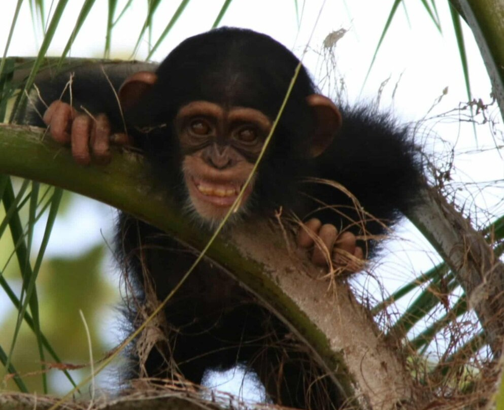 Gambian Bird Guide Ansuman Drammeh -  Best Boy Tours-塞瑞库达必去景点