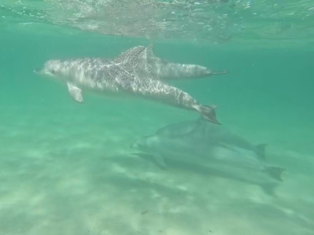 Sunset Charters-哥芬湾必去景点