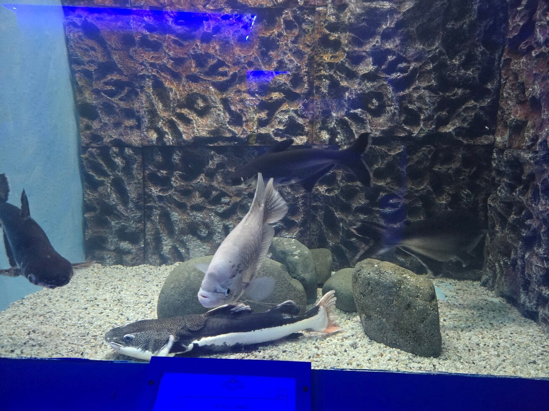 Ocean Aquarium-普它肋斯必去景点