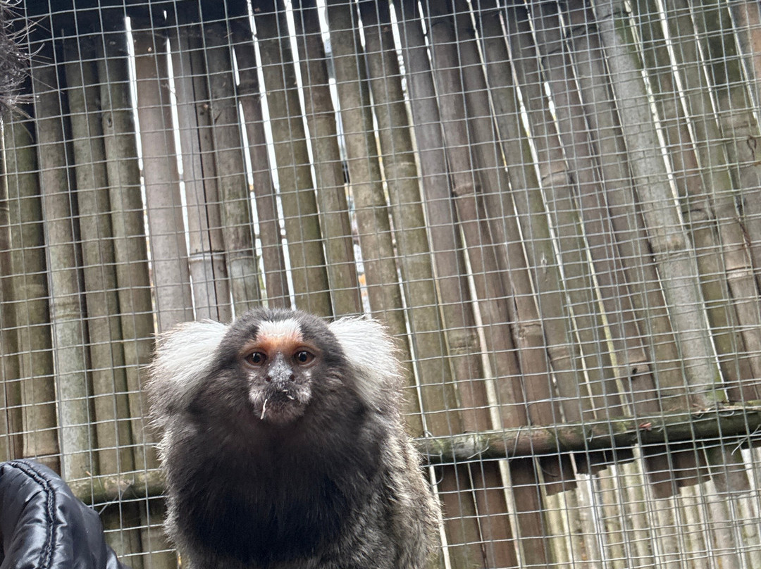 Monkey World-希勒洛必去景点