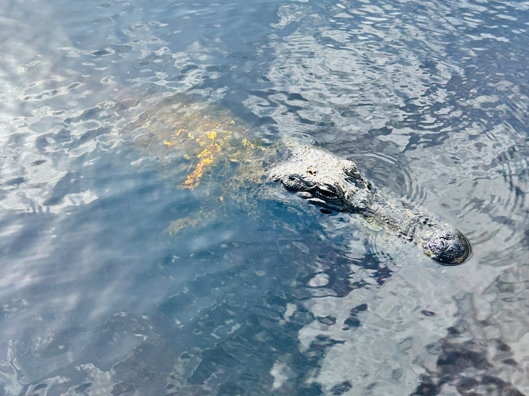 Everglades Swamp Tours-Everglades Wildlife Management Area必去景点