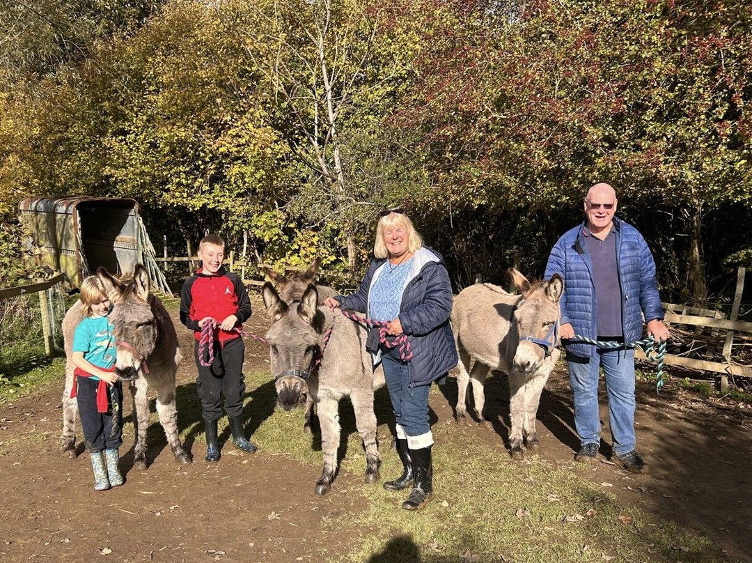 Donkey Walking Adventures-Beaminster必去景点