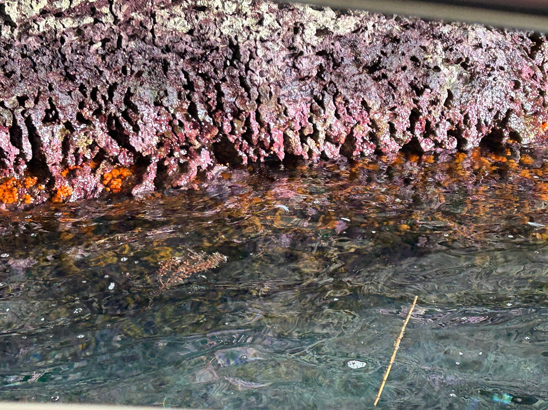 Xlendi Watersports-Xlendi必去景点