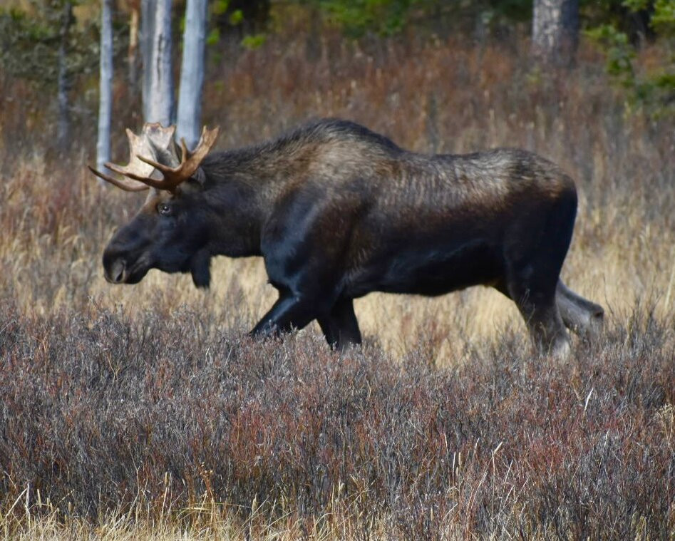 Yellowstone Wolf Tracker-加德纳必去景点