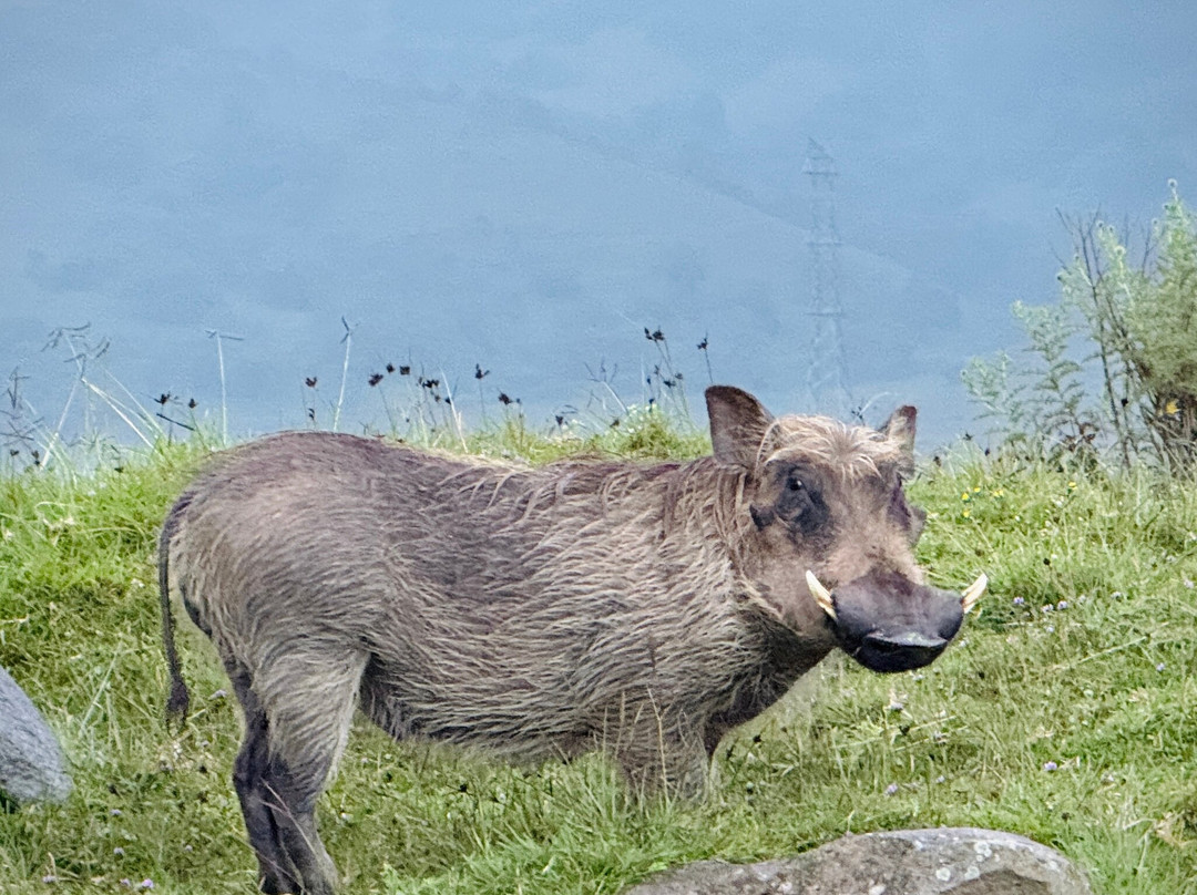 Bale Mountains Tours-Bale Mountains National Park必去景点