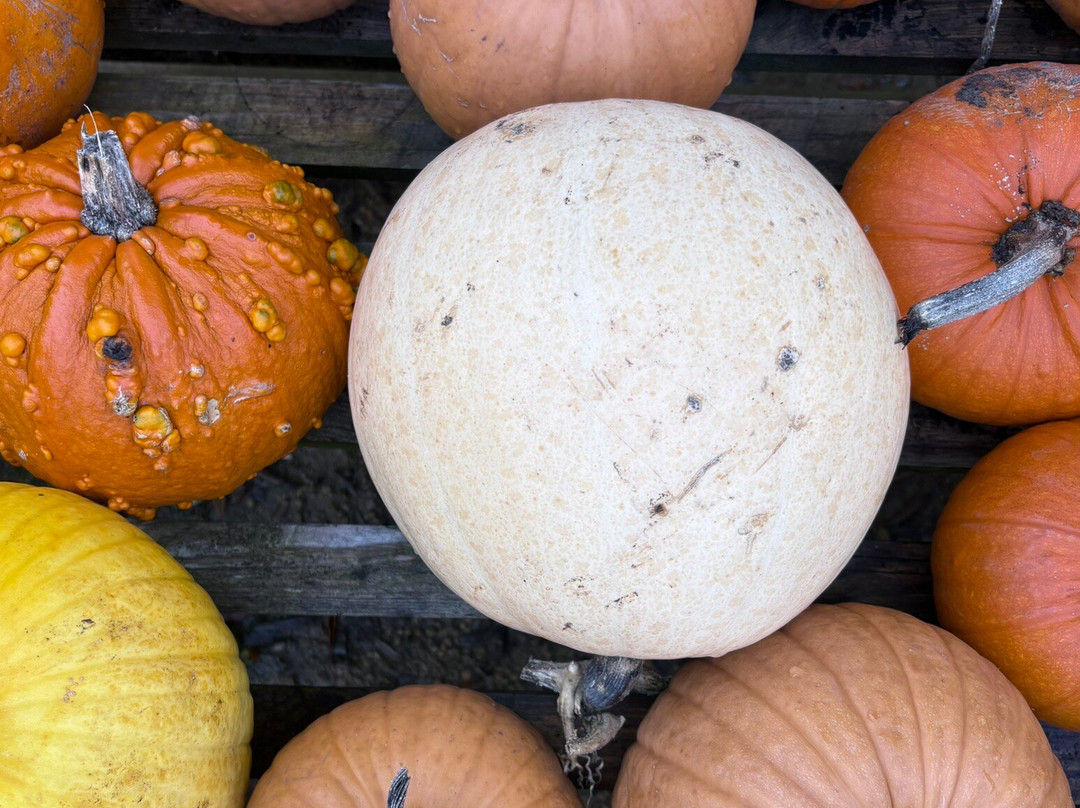 Ventnor Botanic Garden-文特诺必去景点