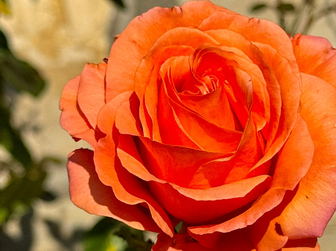 Bellinter House Hotel and Spa主图