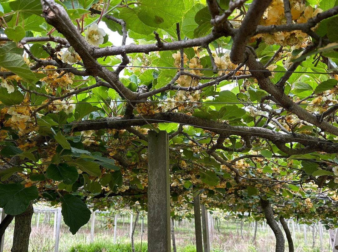 Chácara Kiwi da Serra-Balsa Nova必去景点